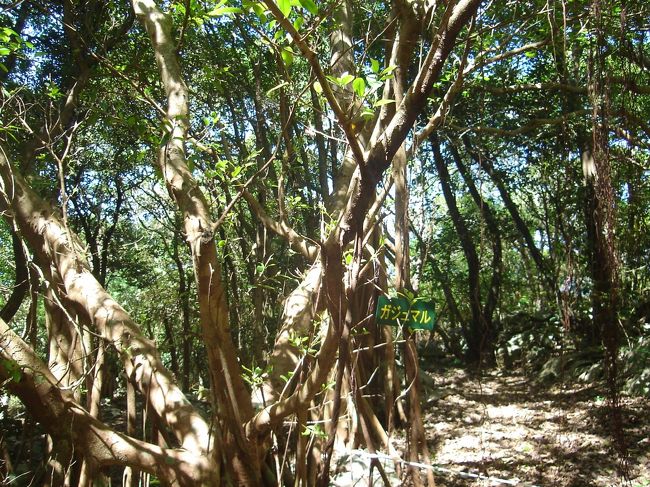 精気小屋に戻って、バスで駐車場まで戻ることもできますが、「亜熱帯自然林コース」を歩いて駐車場まで戻ります。