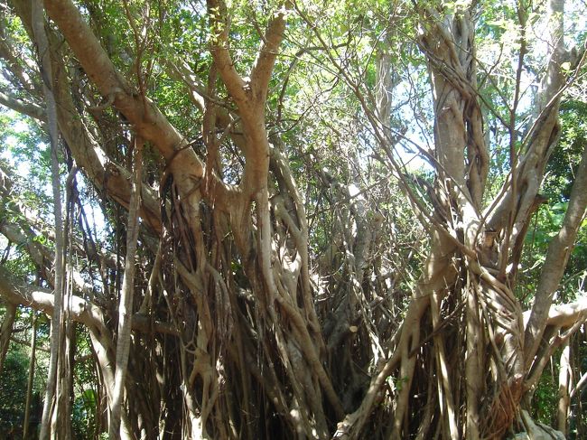 大きなガジュマルの木。<br />これにはキジムナーが住みついていそう･･･。<br />（キジムナーとは妖精のようなものです）<br /><br />映画「ゲゲゲの鬼太郎・千年呪い歌」のロケ地でもあるそうです。<br /><br />私は映画見てないので分かりませんが･･･。