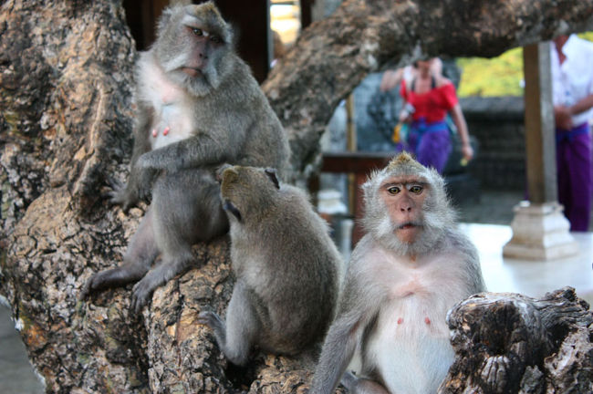 ガイドの後について場所を移動すると、木の股に猿が数匹並んで、次々と流れてくる人間たちを冷めた目で鑑賞していた。<br />