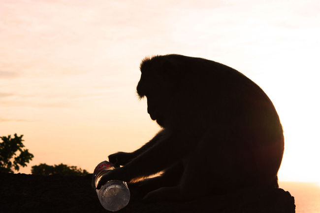 今度は夫の驚きの声が上がった。<br />リュックの脇に差していた(←この時点で間違い)飲みかけのペットボトルを抜かれた様子。<br />反対側にもう１本新品の水も入れていたので、｢中にしまったら？｣と言ってる横から…スルリ！と抜き取られ、呆れる私。<br />そんなことよりも猿と紙一重で接近したことに恐怖を感じている夫。<br />２本のペットボトルは猿たちの間で取り合いになり、ギャーギャー威嚇しあってコチラも大変そうだった。<br />