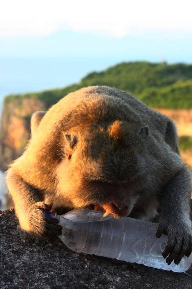 ようやく水を手にした猿は、両手で固定して、鋭い牙を真横からブッ刺し、器用に穴を広げていった。<br />思いのほか鋭い牙を見たら背筋がゾクっとした。