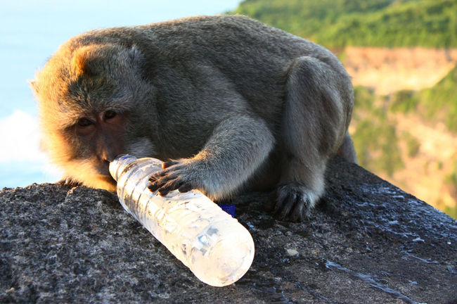 ゴクゴクと美味しそうに水にありつく。<br />一瞬の出来事だったけどウルワツの猿は、知恵も技もプロ級(笑。
