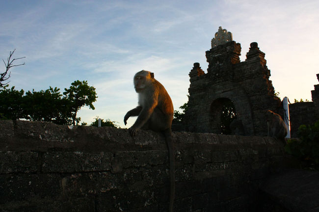 ヒンドゥー教徒以外は入れないウルワツの小院の中からは、寝床にしている猿たちが次々と現れる。<br />絶景ポイントで、絶景に心奪われているとドキっとさせられるのでご注意を。