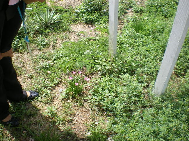 道端に咲く、一輪の花