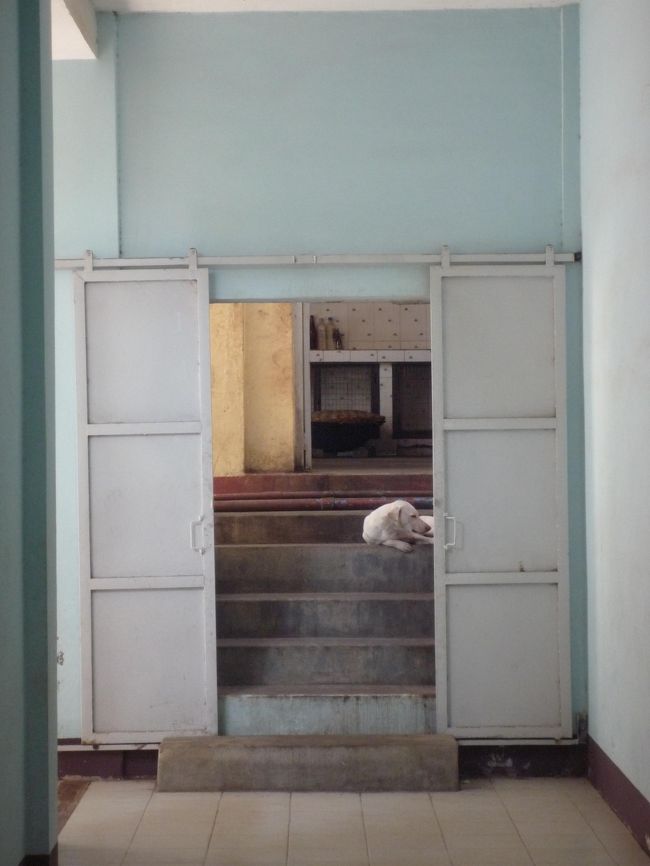 暑いので屋内で犬もお昼眠。