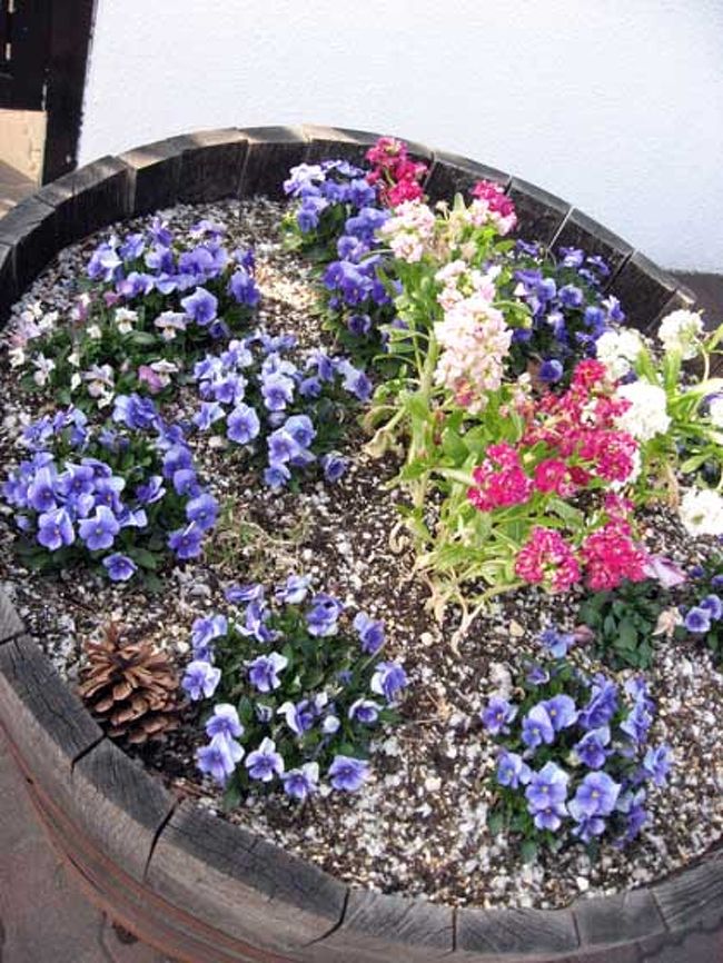 ミュージアムに咲いてたはな。