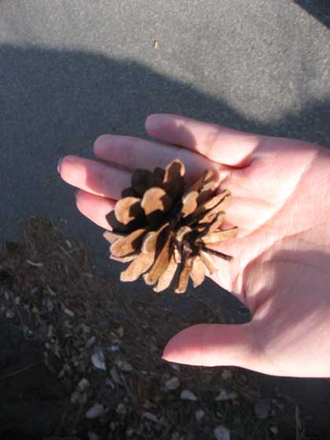 カフェの庭に落ちてた松ぼっくり。