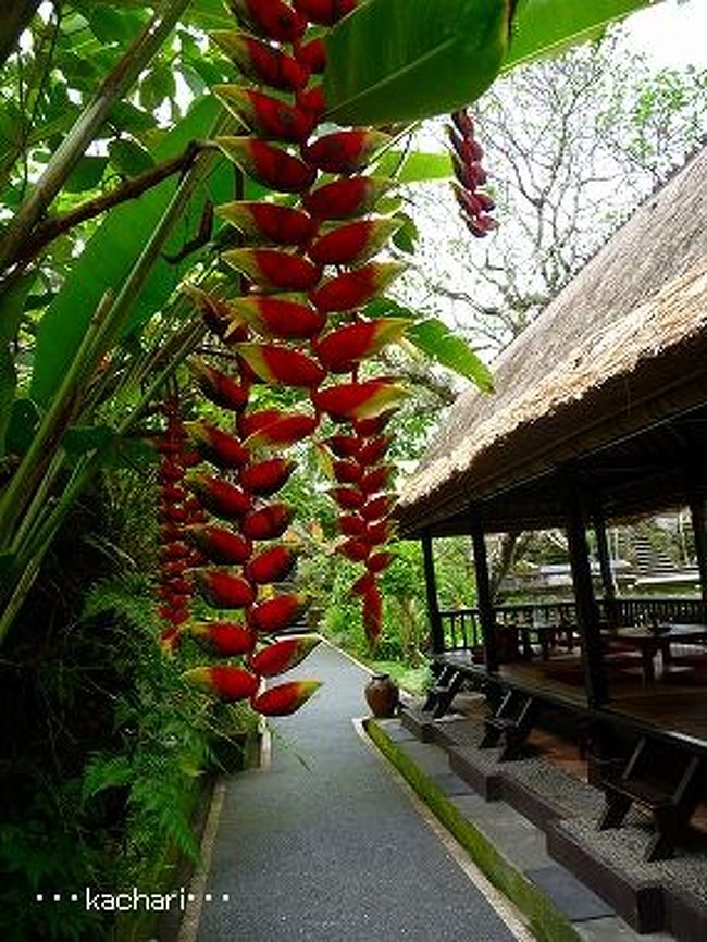 <br />ウブド散策は、まだまだ続きます。<br /><br /><br />バリ島旅行記<br />http://ameblo.jp/kachari/entry-10364593348.html<br /><br />