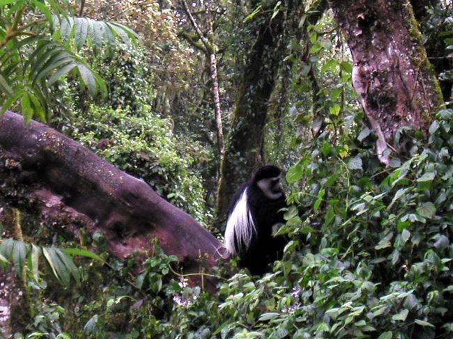 コロバシ（ヒヒ？）