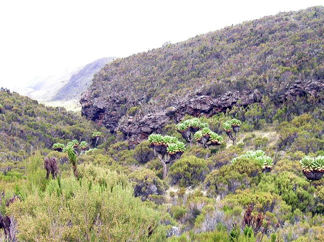 ソネチアの群落