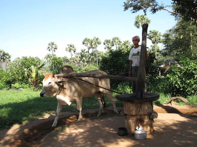 ミャンマー3日目。<br />今日は朝からポッパ山へ向かう。<br /><br />写真は途中に立ち寄った村での光景。<br />牛がココヤシの実を挽いて汁を出している。
