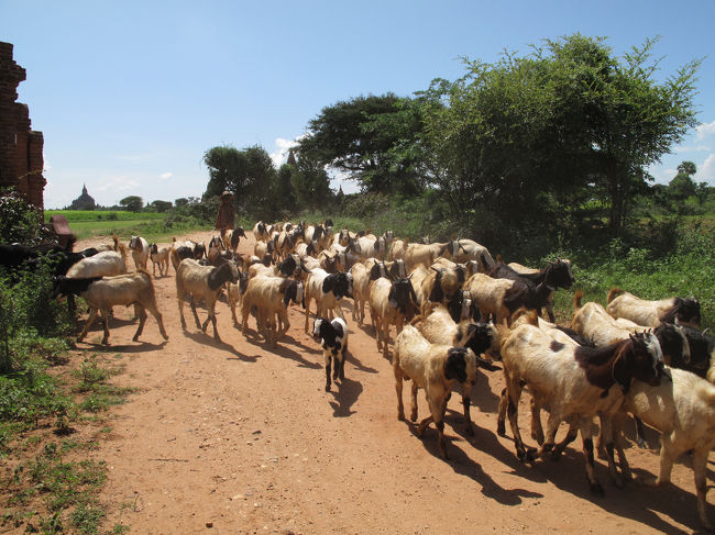 マヌア姉妹に別れを告げ、次はスラマニ寺院へ向かう。<br />途中の道で羊飼いの群れと遭遇。