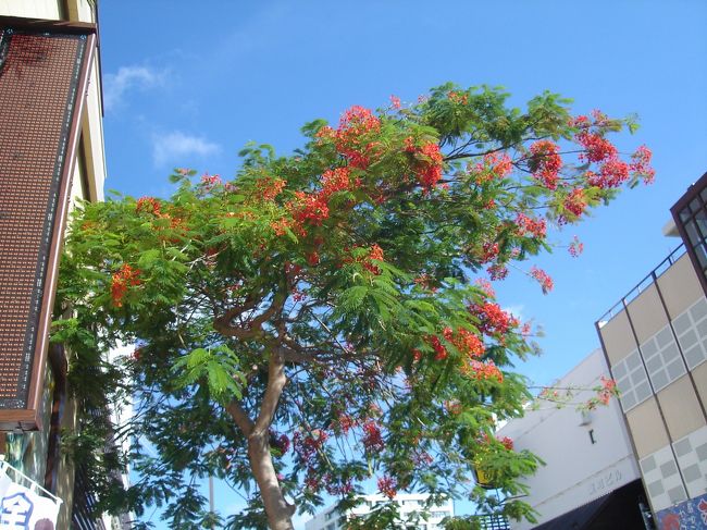 ホテルに預けた荷物を取りに行ったら、空港へ向かいます。<br />一週間、あっと言う間だったなぁ･･･。<br /><br />沖縄の海と空、絶対に忘れません。<br />