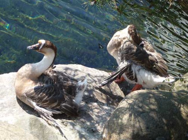 でかい鴨？わからん。