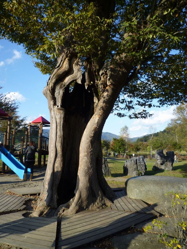 中に入って記念撮影できることもできます♪