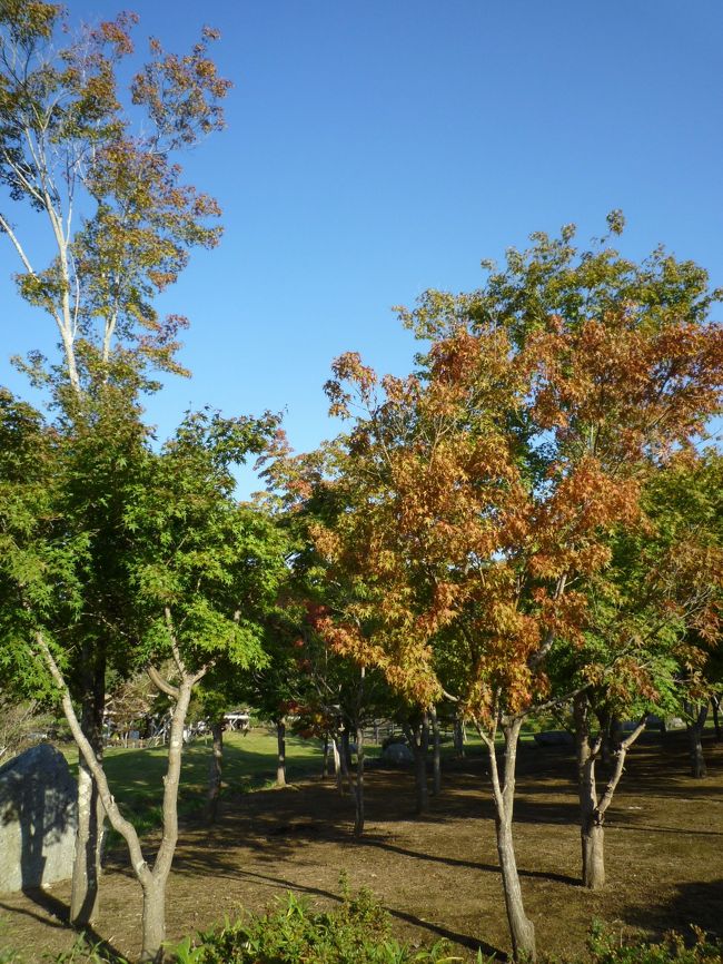 気温がだいぶ低いせいか、紅葉が進んできています。<br />まぁ、まだまだ早いけど、10月上旬くらいから楽しめそうだね。