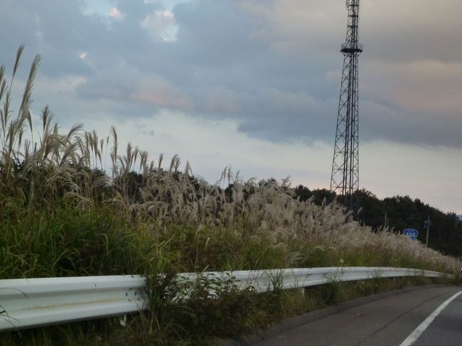 ｽｽｷが秋の雰囲気を漂わせています。<br />少し儚げな感じですよね…。<br /><br />これから渋滞で旦那さまは疲れそうです。。<br />頑張ってくださいね。