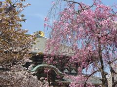 東大寺は何度か訪れたことがあるので、特に感慨もないんですが。
やはし、桜の時期はいいですねぇｖｖ