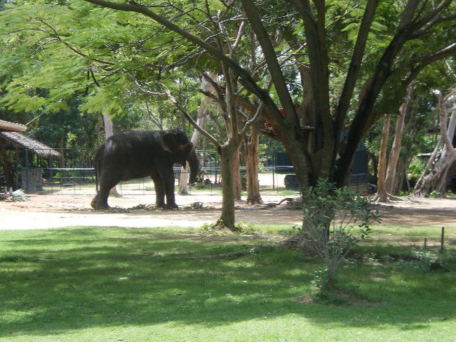 園内では象にも乗れるようです。