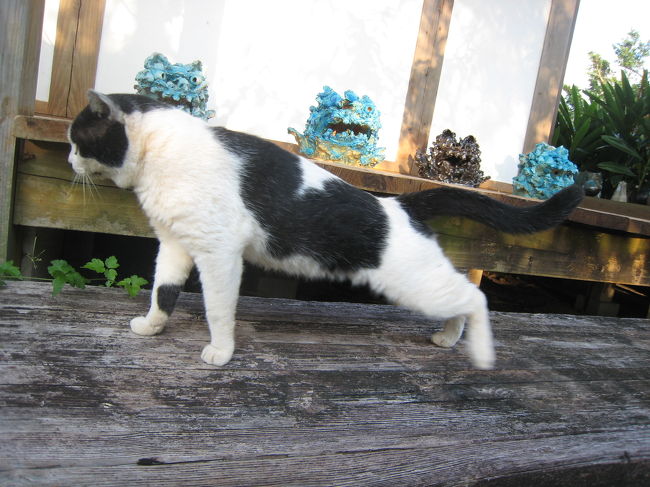 ギャラリー囍屋のにゃんこ