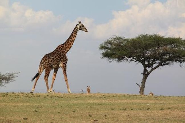 『マサイキリン』と『トムソンガゼル』達<br /><br /><br />アカシアの木を食べに行く光景<br />仲良し仲間な感じでかわいいです。