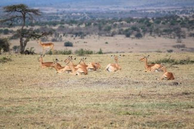 メスの『インパラ』の群れ