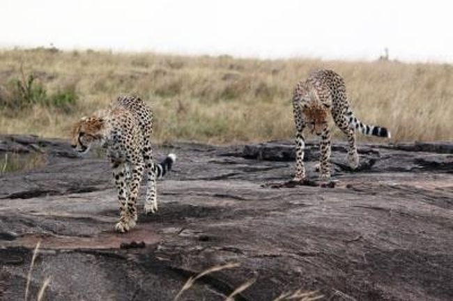 我がガイドが発見した<br />『チーター』!!<br /><br />この後どんどんたくさんのジープが集まりました。