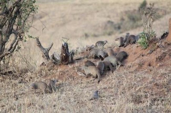 『マングース』<br /><br />安全を確認すると蟻塚から一斉に出てくるらしい