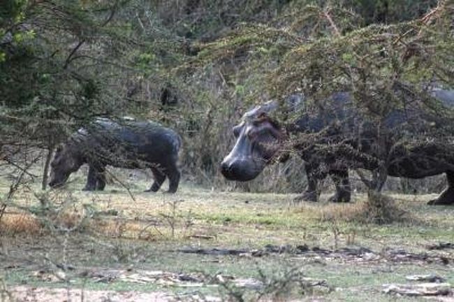 『かば』<br /><br />