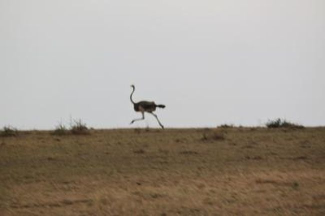『ダチョウ』<br /><br /><br />足が早すぎてカメラが追いつかなかった・・・