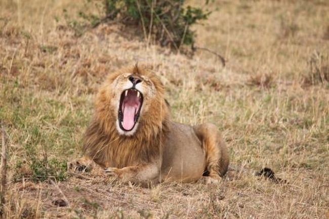 オスらいおんの、あくび