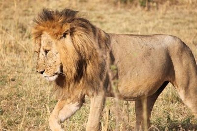 オスらいおん、目の前を歩く