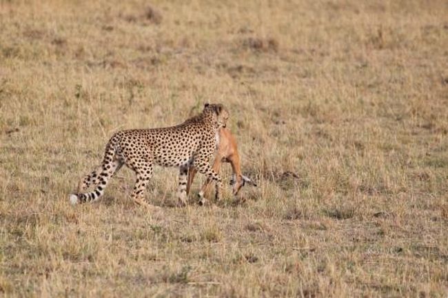 また別のチーターと獲物<br /><br />インパラかな…？<br />この後しばらくジープに囲まれ…ゆっくり食べれてなかったけど<br />ちゃんとお腹っぱいになれたかな