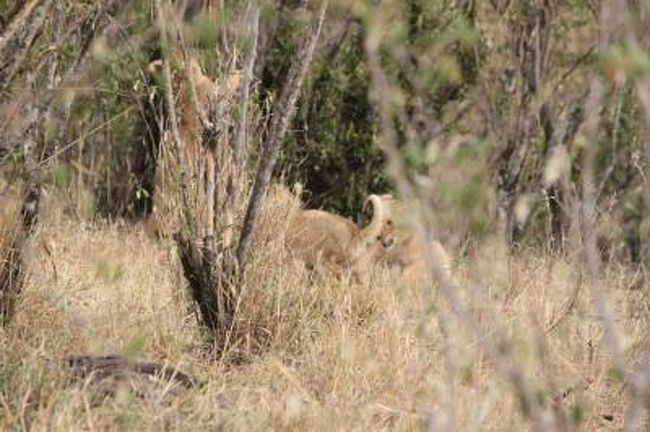 『ライオン』のこども達<br /><br /><br />遠くて上手く撮れなかったけど表情が可愛いし、ずっとじゃれてました。