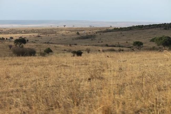 どこまでも続くサバンナグラス