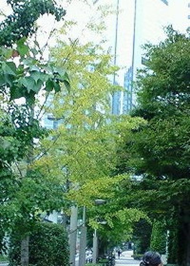 黄葉はまだだろうと諦めていましたが、汐サイトへ向かう街路樹に１本だけ気の早いイチョウのきがありました。