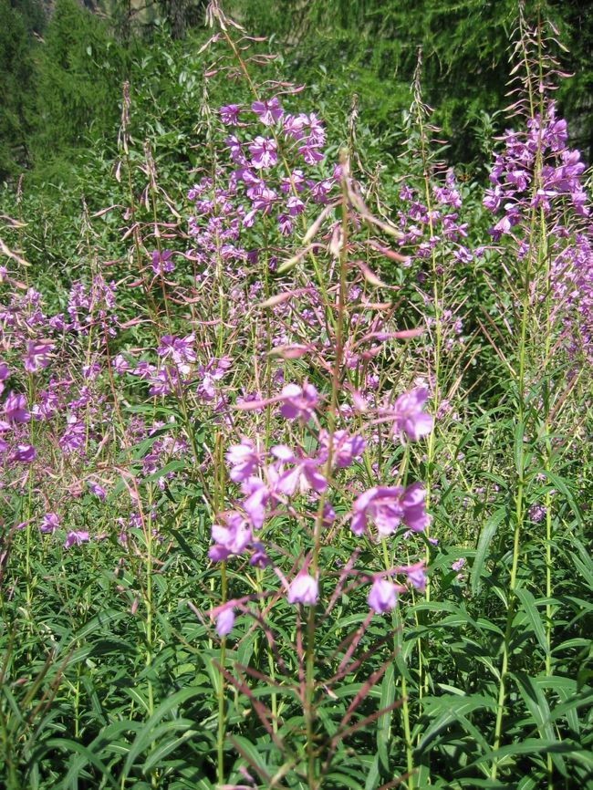 お花もきれいに咲いています。