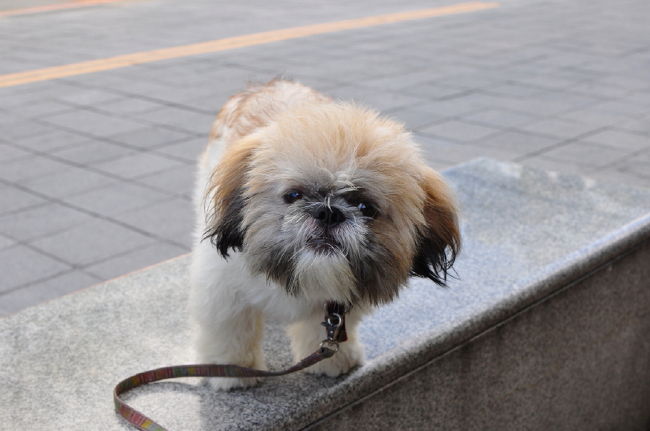 ②台湾ビッキー見っけ！！