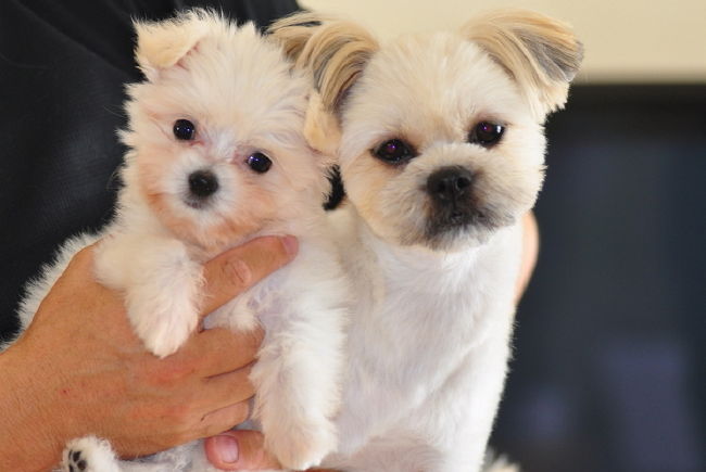 訪問ありがとう　(^_^)v<br /><br />【ビッキーより一言】<br /><br />今回はママと留守番。でも妹分の「i」ちゃんが<br />我が家の一員に・・。でも、なぜか小さいのに<br />気が強いんだなぁー。よく唇とか噛まれてしまう。<br /><br />ほいじゃ〜またね！　バイバイ(^_^)v <br /><br />