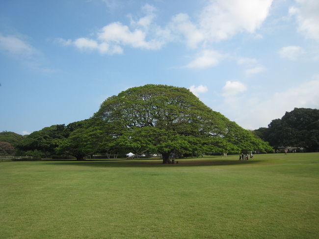 この木なんの木！<br /><br />子供のころからずっと気になってたよ・・