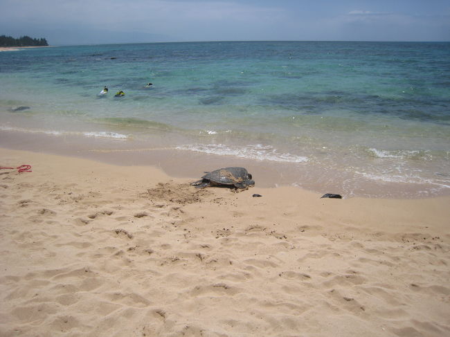 ホヌがいるビーチへ