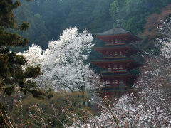 本堂から見た「五重塔」。
桜と重なる姿がなんともいい感じです。