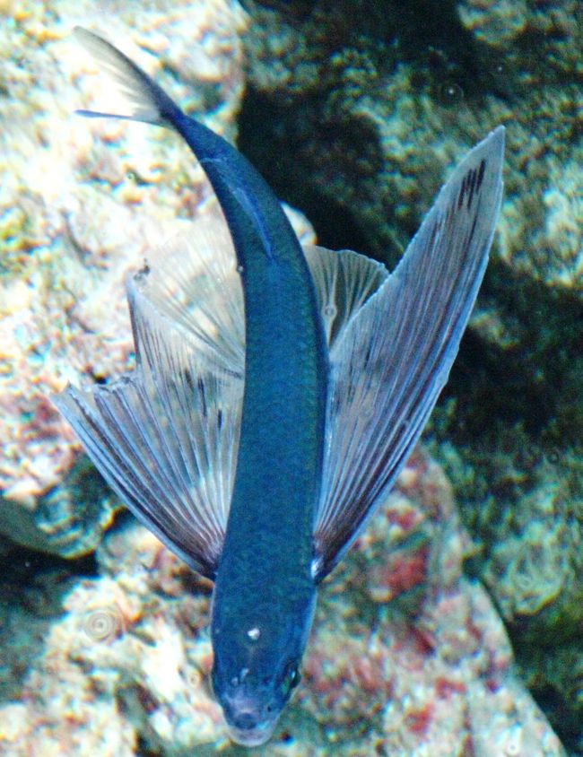 葛西臨海水族園のガイドツアー ☆マグロ・トビウオ=驚異の生態！』葛西