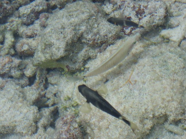 午後は、潮が引いて泳げる感じではありませんが<br />その分、魚がよく見えます☆