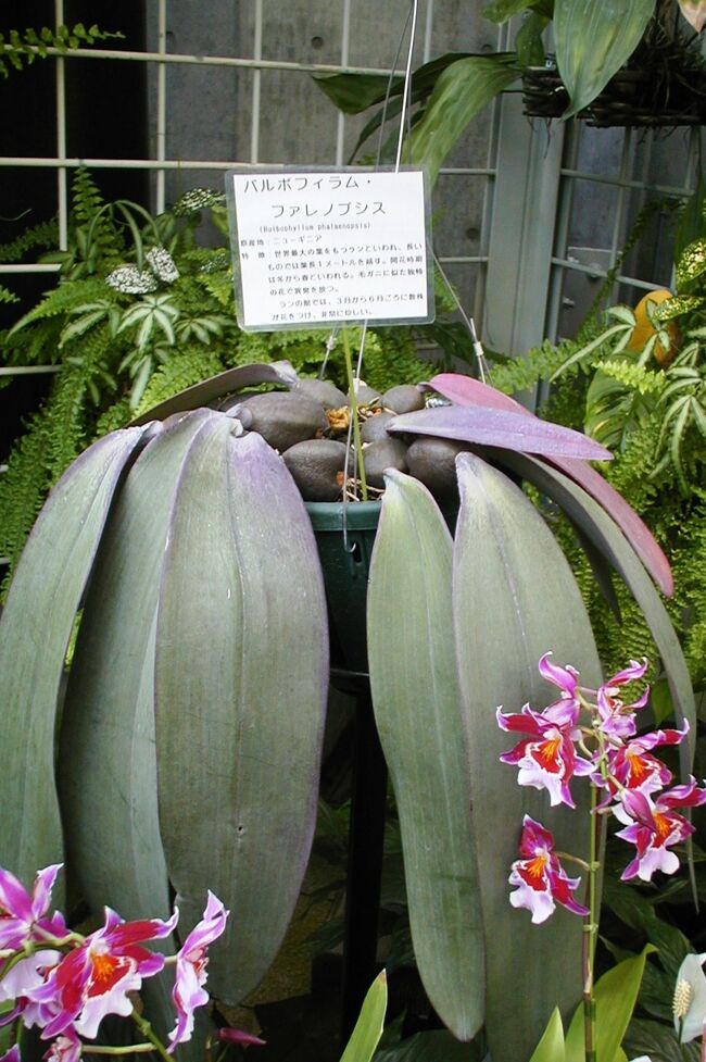2003春、名古屋市ランの館：オンシジューム、バルボフィラム