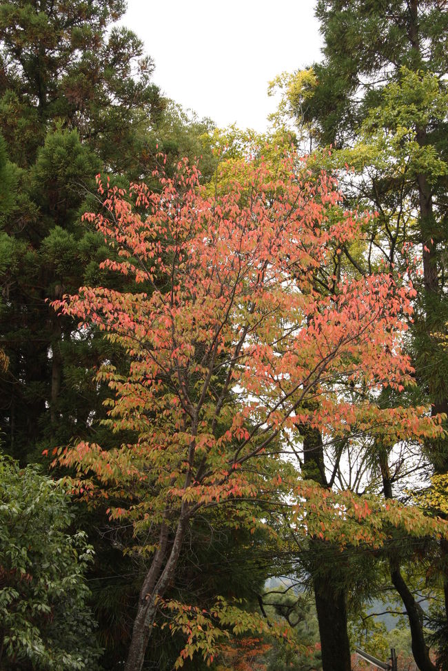 09 秋の京都:嵯峨大念仏狂言(前半)』嵐山・嵯峨野・太秦 09 秋の京都:嵯峨大念仏狂言(前半)』嵐山・嵯峨野・太秦