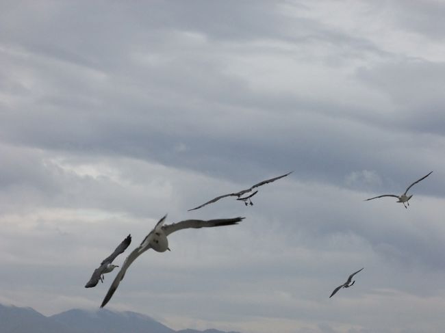 部屋からカモメに餌をやっている人がいるようで<br />沢山のカモメが来ていました。<br />ちなみにこの行為をすることで<br />下の露天風呂に糞が落ちてきてしまうそうで<br />自粛を呼び掛けるように書いてあったのですが…。