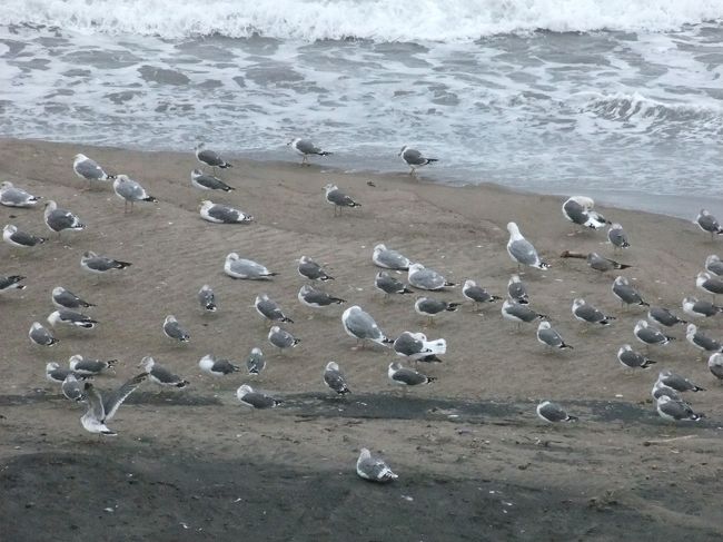 砂浜にもたくさんのカモメが！<br /><br /><br />≪追記≫<br /><br />潮来メジロさんから<br />この鳥達の名前を教えて頂きました。<br /><br />ちょっと小さめで、<br />背中や翼の灰色の濃い鳥はウミネコ。<br /><br />少し大きめで、<br />背中や翼の灰色の薄い鳥はセグロカモメ。<br /><br />だそうです。<br /><br />潮来メジロさんありがとうございます！