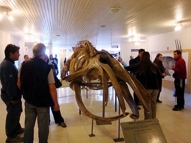 で、館内にはこんな鯨の骨やバルデス半島の動植物、海洋動物の解説があります。さてバルデス半島はどういうところかということですが、簡単に説明しますと鯨などの海洋動物が見ることができる自然公園です。公園と言っても半島を一周すると１０００キロくらいはありそうな広大な敷地に広がる自然公園です。