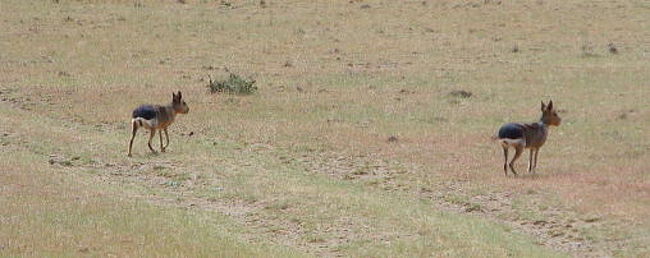 途中に居たなんか珍しい動物だとか。ガイドがしきりに写真に撮りなさいと言うもんですから１枚だけ。